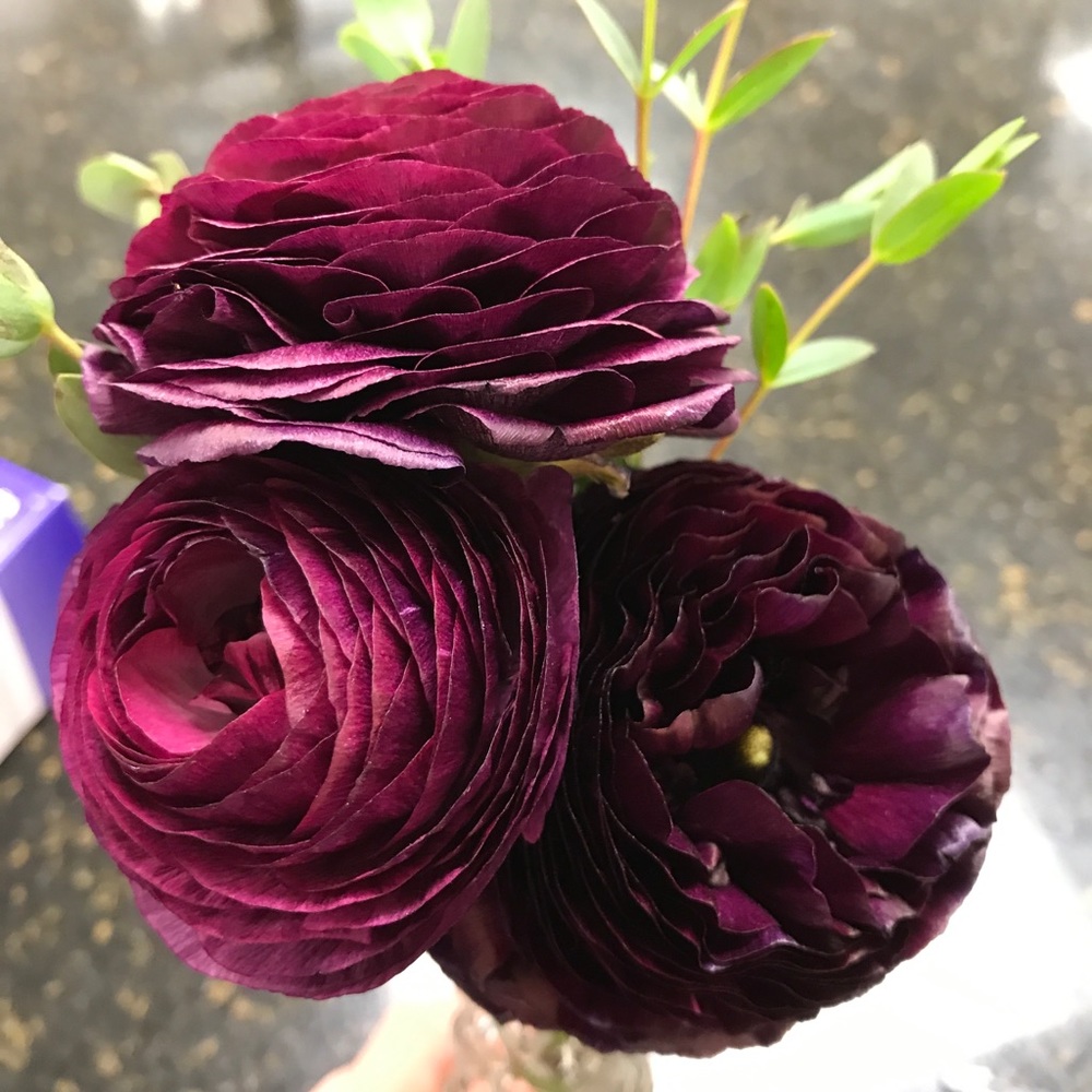 Meet your Posher, Patty